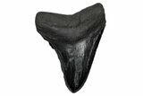 Fossil Megalodon Tooth - South Carolina #340285-1